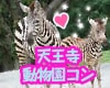 8/19(日)17:15〜 天王寺動物園