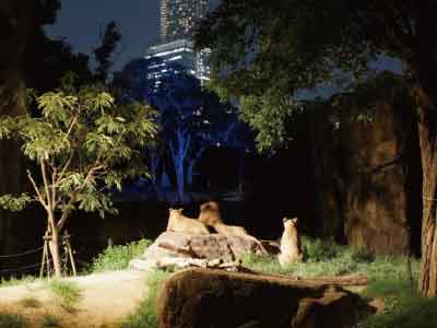 おさんぽ婚活・天王寺動物園