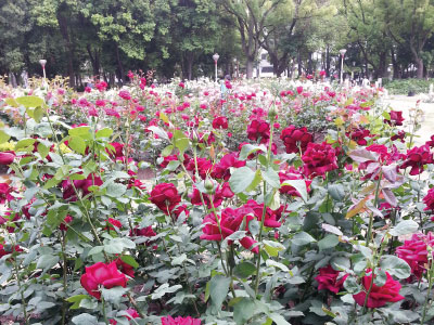 おさんぽ婚活・靭公園